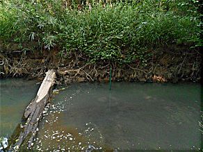 溶解氧濃度數(shù)據(jù)記錄儀在瀕危貽貝棲息地的應(yīng)用案例